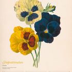 Text: "Stiefmütterchen (Viola), Februar 2027, Rosenmontag, Faschingsdienstag, Aschermittwoch, Valentinstag." Illustration: Bunte Blumen.