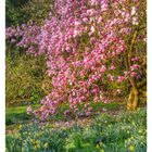 09. März. Ein blühender Magnolia-Baum mit vielen rosa Blüten, umgeben von gelben Narzissen auf grünem Rasen.