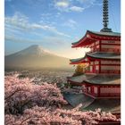 09 März, Mo 01 Di 02 Mi 03 Do 04 Fr 05 Sa 06 So 07. Chureito-Pagode, blühende Kirschbäume, Berg Fuji im Hintergrund.