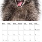 Kalender für Oktober 2027, mit Feiertagen wie "Tag der Deutschen Einheit" und "Halloween". Oben ein fröhlicher Waschbär.