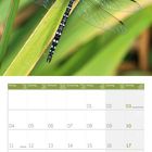 Kalenderblatt Oktober 2027. Bild zeigt eine detaillierte Libelle auf einem Pflanzenstängel sitzend.