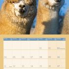 Zitat: "Wenn wir bedenken, dass wir alle verrückt sind, ist das Leben erklärt." Zwei Alpakas, Kalender für Oktober 2027.