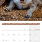 Kalendertage im Oktober 2027. Ein Erdmännchen schaut unter Holz hervor.