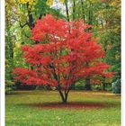 „Die Wälder sind der Länder höchste Zierde.“ - Gottlob König. Ein kleiner Baum mit roten Blättern im Herbstwald.