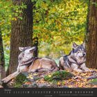 Text: Oktober mit Kalendertagen. Zwei Wölfe liegen auf Laub, umgeben von Bäumen in herbstlichen Farben.