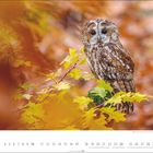 Text: "10", "Waldkauz", "Foto ©". Eine Eule sitzt in herbstlichen Blättern in leuchtenden Gelb- und Orangetönen.