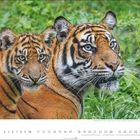 Sumatratiger (Panthera tigris sumatrae), Mutter und Jungtier. Konventionelle Haltung. Zwei Tiger vor grünem Blattwerk. Oktoberkalender.