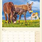Kalenderseite Oktober 2027 mit Eseln auf einer Wiese, gelben Blumen, blauem Himmel und Wolken.