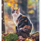 Kalenderblatt von Oktober 2027. Eine Katze sitzt auf einem Baumstumpf im Herbstwald. Blätter und Moos umgeben sie.