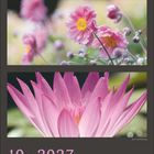 Kalenderseite mit "10 · 2027" und Monatsübersicht. Drei Fotos von rosa Blüten in verschiedenen Ansichten oberhalb des Kalenders.