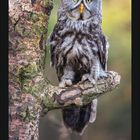 Kalender mit großem "10" für Oktober, zeigt eine Eule auf einem Ast mit Moosbewuchs.