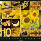 "10 Colours of Nature 2027." Kalenderblatt mit Bildern von Tieren, Pflanzen, Landschaften und Naturszenen in warmen Gelbtönen.