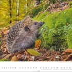 10. Oktober. Ein Igel schnuppert an einem moosbedeckten Baumstamm im herbstlichen Wald mit buntem Laub.