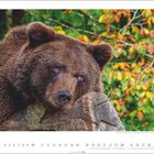 Europäischer Braunbär, Oktober-Kalenderseite, Bär lehnt auf Holz, Hintergrund mit buntem Herbstlaub.