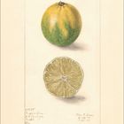 Texte: "43775 Persian Lime I.J. Savage Eustis Fla." und "Elise E. Lower 12-24-08 1-29-09". Illustration: Zwei Limonen, eine ganz, eine halbiert.