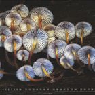 Kalenderblatt 10, Oktober. Foto von Pilzen von unten, zeigt ihre Lamellen. Zahlen und Daten von 1 bis 31 unten.