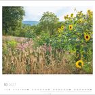 10 2027. Sonnige Wildblumenwiese mit Sonnenblumen und Gräsern, umgeben von Bäumen und Hügeln.