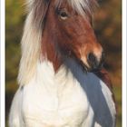 Kalenderblatt Oktober 2027 mit einem Bild eines Ponys, das in die Ferne schaut.