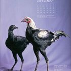 Text oben: "oktober" mit Kalenderdaten. Unten: "Moderner Englischer Zwergkampf-Henne und Hahn". Zwei schwarze Hühner.