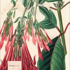 Oktober 2027; Kalender. Illustration von hängenden roten Blüten und großen grünen Blättern.