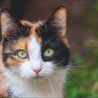 JULI, 28. Woche, 21.6.–22.7. "Nicht vergessen!" Zitat: "Keine Katze ist falsch." Bild einer dreifarbigen Katze.