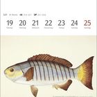 Kalenderwoche 29 im Juli, Tage 19 bis 25. Illustration eines Fisches: Schwarzer Nagelbarsch (Girella tricuspidata).