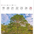 Juli, 29. Woche, 19. bis 25. Montag bis Sonntag. Waldkiefer in Nordland, Norwegen. Ein Baum unter blauem Himmel.