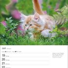 Juli, 29. Woche, Krebs 21.6.–22.7., Löwe 23.7.–22.8. "Spielen ist eine Tätigkeit, die man gar nicht ernst genug nehmen kann." - Jacques-Yves Cousteau. Ein flauschiges, orange-weißes Kätzchen schleicht neugierig im grünen Gras.