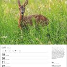 "Juli 29. Woche. Krebs 21.6.–22.7. Löwe 23.7.–22.8. Reh: Größe 95–140 cm, Nahrung Kräuter. Foto: Reh im hohen Gras."