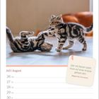 Zitat: "Wer mit Katzen spielt, muss auf einen Kratzer gefasst sein." Zwei Kätzchen spielen lebhaft. Kalenderdarstellung.