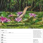 "Juli 29. Woche, Krebs ♋ 21.6.–22.7., Löwe ♌ 23.7.–22.8., Zwergdommel. Ein Vogel zwischen Seerosen und Schilf."