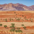 Kalender für Juli und August. Text über Schattenspendende Kamel­dorn­akazien in der Namib-Wüste vor Bergen.