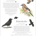 Ein Info-Flyer über Vögel: Eichelhäher und Rabenkrähe. Details zu Größe, Lebensraum und Stimme. Enthält Illustrationen.