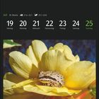 Kalender, Juli, 29. Woche: 19-25, Montag bis Sonntag. Ein Laubfrosch sitzt auf einer gelben Blume.