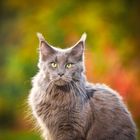 Ein Maine-Coon-Katze mit flauschigem, grauem Fell sitzt vor unscharfem, herbstlich verfärbtem Hintergrund.