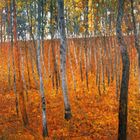Herbstliche Waldszene mit Birken im bunten Laub, helle Stämme, kräftige Orange- und Gelbtöne, dichte Anordnung im Vordergrund.