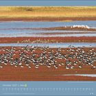 Kalenderblatt für Oktober 2027 mit Foto: Viele Austernfischer ruhen in herbstlich verfärbter Küstenlandschaft an einem Gewässer.