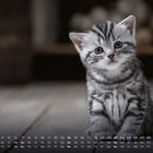 Zahlen: 1-30, Wochentage: Mo, Di, Mi, Do, Fr, Sa, So. Katze sitzt auf Holzboden, dunkler Hintergrund.