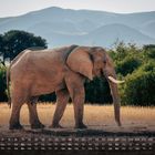 Kalenderdaten im November. Ein Elefant steht auf einer trockenen Wiese vor einer Kulisse aus Bäumen und Bergen.