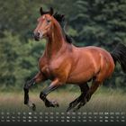 Kalender mit den Tagen eines Monats, darunter ein braunes Pferd galoppiert durch eine grüne Wiese.