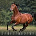 Kalender für Oktober. Ein braunes Pferd galoppiert über eine grüne Wiese, Hintergrund mit Bäumen.