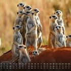 Kalendarium mit November-Daten. Gruppe Erdmännchen auf einem Erdhügel. Hintergrund unscharf, warmes Licht.