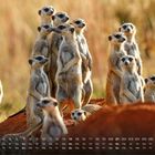 Kalender mit Daten und Tagen, zeigt Erdmännchen stehend in einer Gruppe auf einem Erdhügel in natürlicher Umgebung.