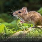 "11 Waldmaus" oben, Kalender unten. Eine Maus steht auf einem Stein in grüner Umgebung.