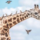 Eine Giraffe mit mehreren kleinen Vögeln auf ihrem Hals vor blauem Himmel. Einige Vögel fliegen um die Giraffe herum.