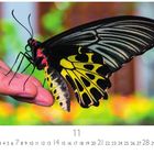 Um ein Kalendarium im unteren Bereich. Ein großer Schmetterling sitzt auf einer offenen Hand, im Hintergrund unscharfe Pflanzen.