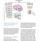 Überschrift: Überblick über das Nervensystem. Visualisierung des zentralen Nervensystems mit Gehirn und Rückenmark.