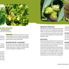 HASELNUSS. Corylus avellana. Merkmale: Bis 6m, ovale Blätter. Früchte reifen im Sept/Okt. Herkunft: Europa. Nutzung: vielseitig.