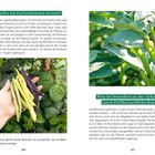 Wann sollte ich Gartenbohnen ernten? Was ist besonders an der Ackerbohne (auch Puffbohne/Dicke Bohne)? Tipp: Bunte Bohnen.