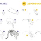 Links steht "LEOPARD", rechts "ALPENBOCKKÄFER". Beide zeigen jeweils eine siebenstufige Zeichenschrittfolge.